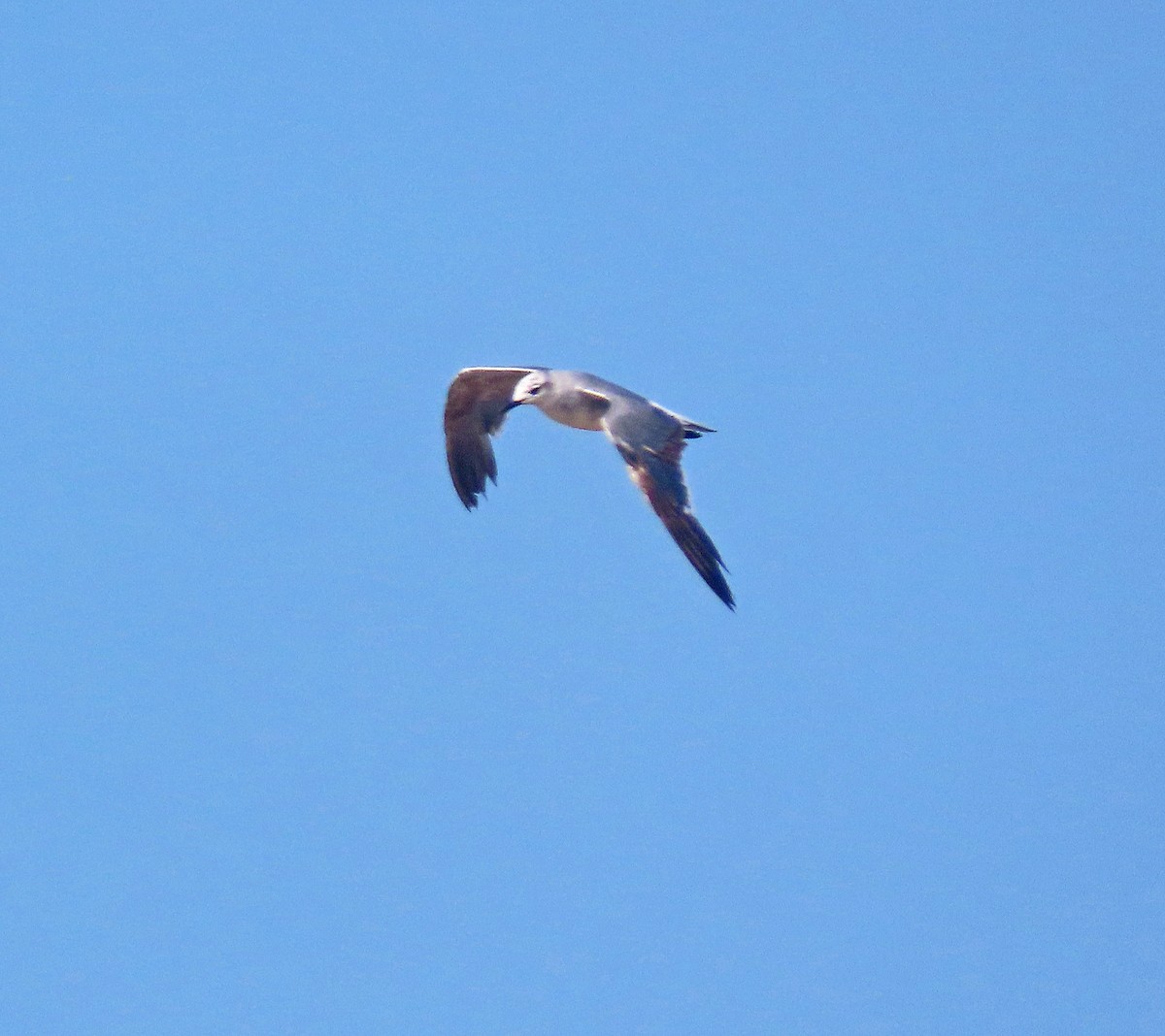 Laughing Gull - ML597444721