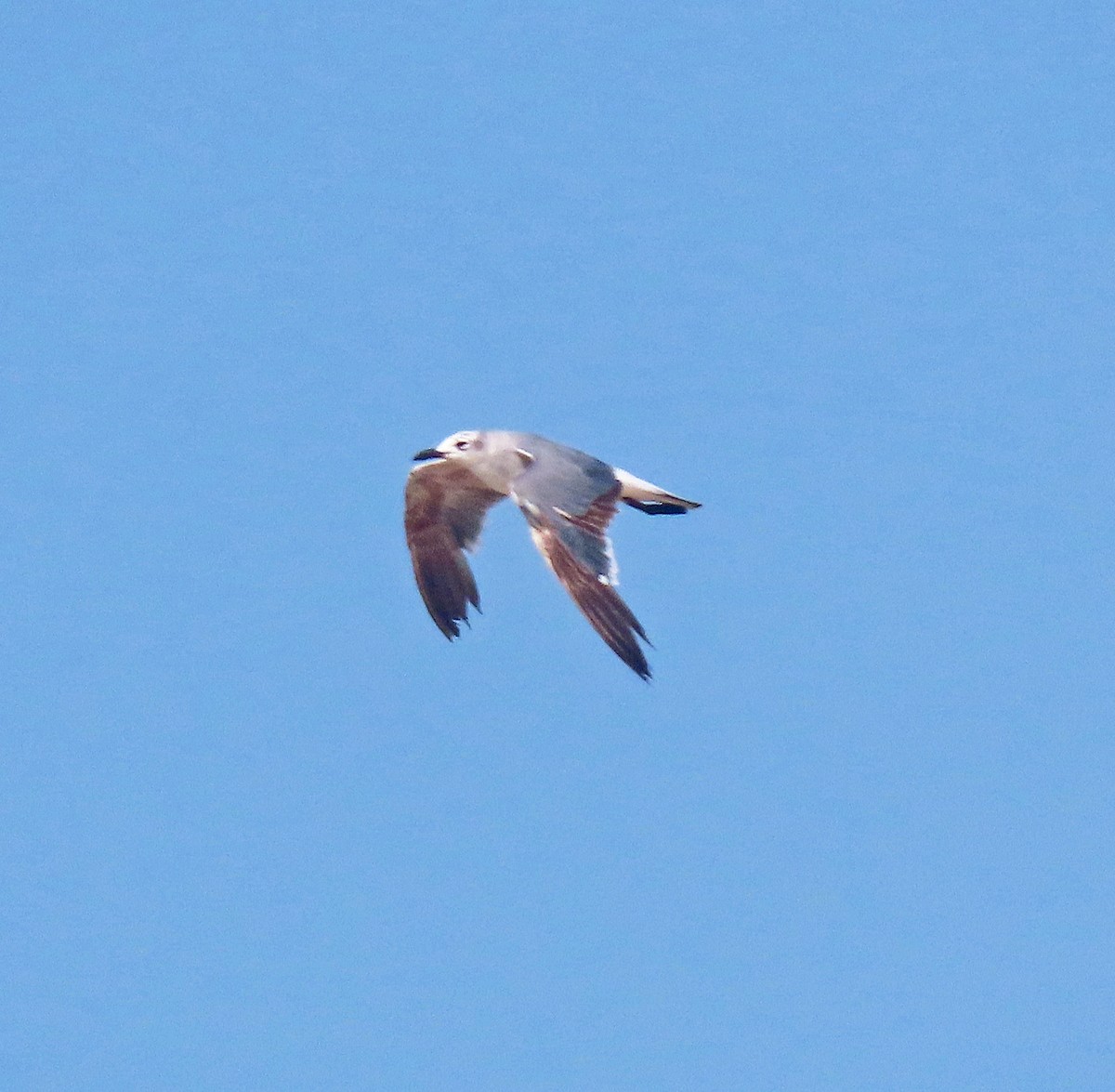 Laughing Gull - ML597444731