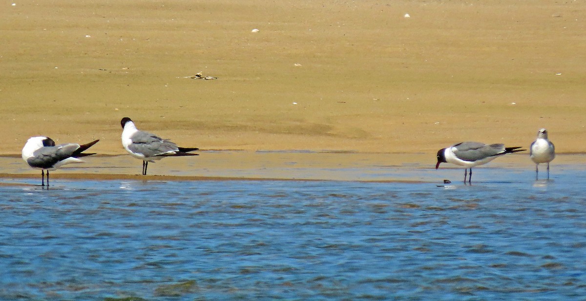 Laughing Gull - ML597444751