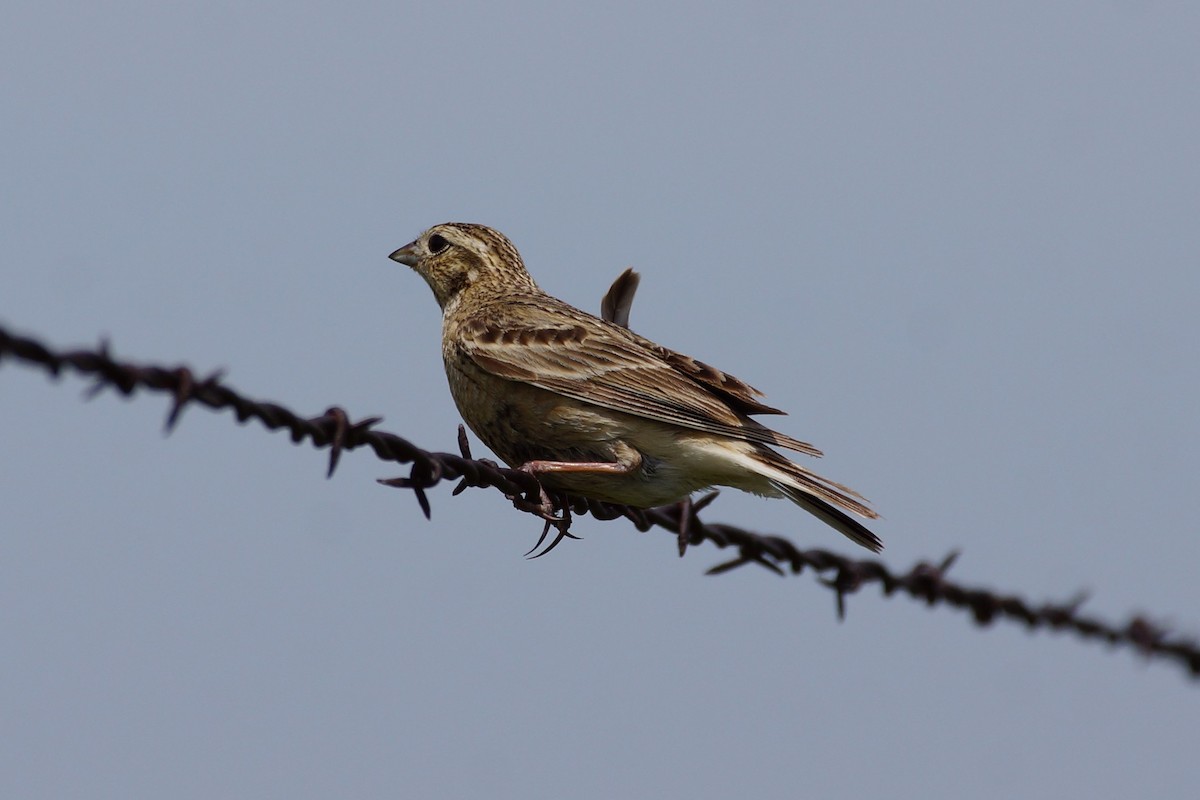 Chestnut-collared Longspur - ML597444761