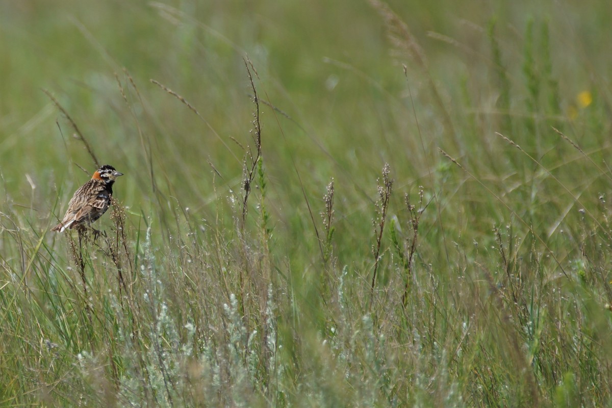 Chestnut-collared Longspur - ML597444801