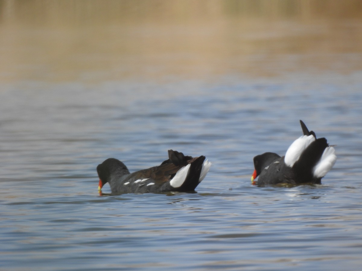 Common Gallinule - ML597445071