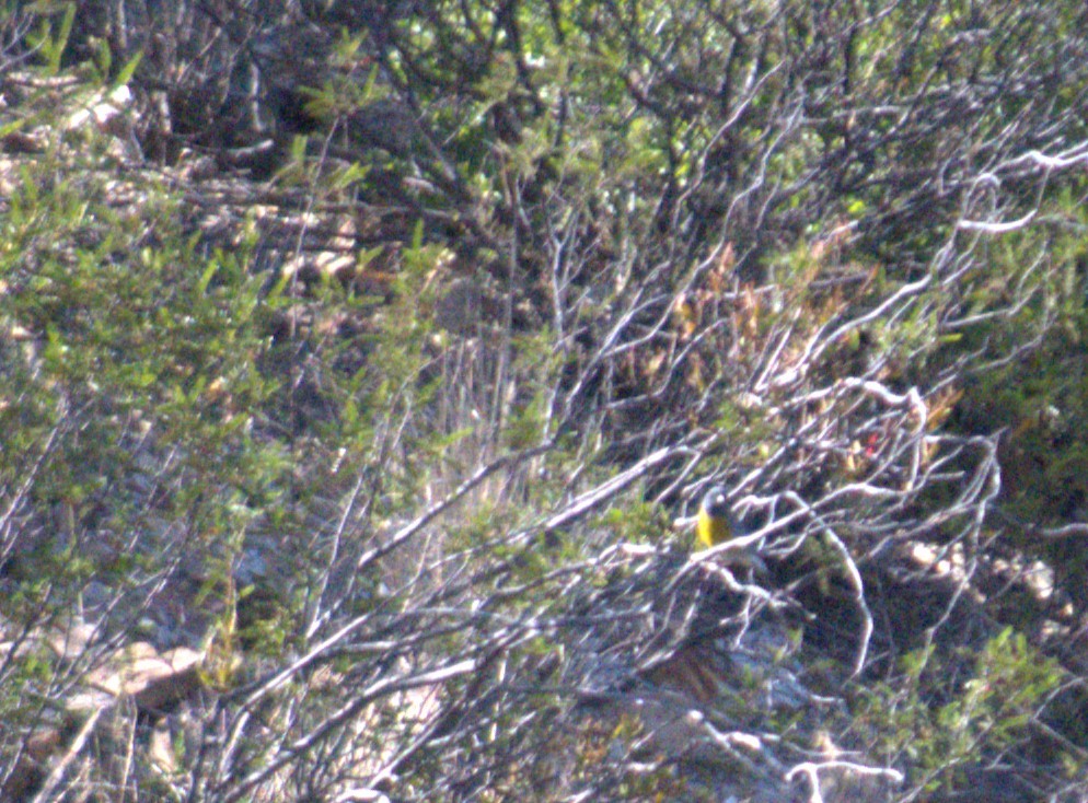 Gray-hooded Sierra Finch - Evelyn Krojmal