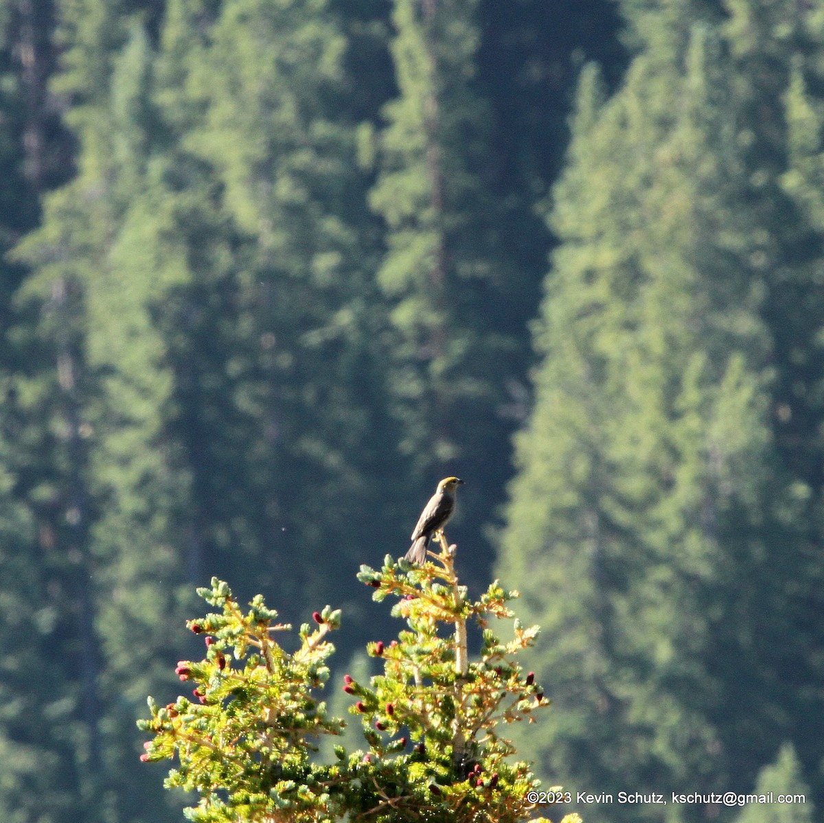 Pine Grosbeak - ML597445751