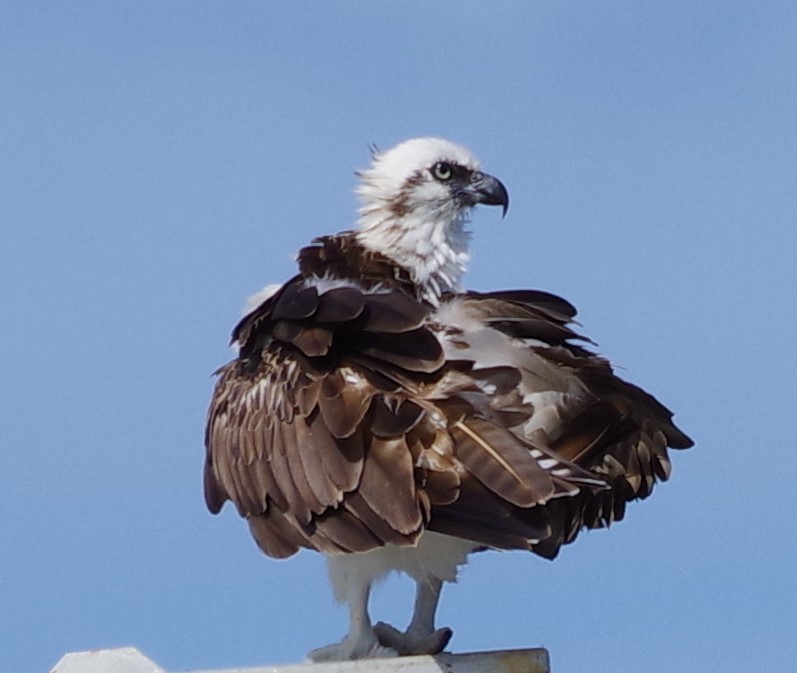 Osprey - h rudy sawyer