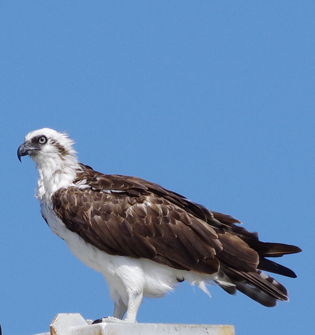 Osprey - h rudy sawyer