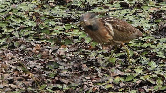 American Bittern - ML597445931