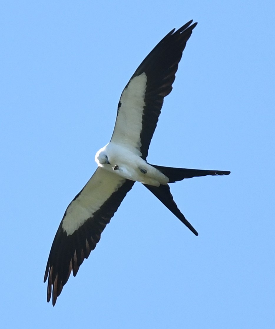 Swallow-tailed Kite - ML597446241