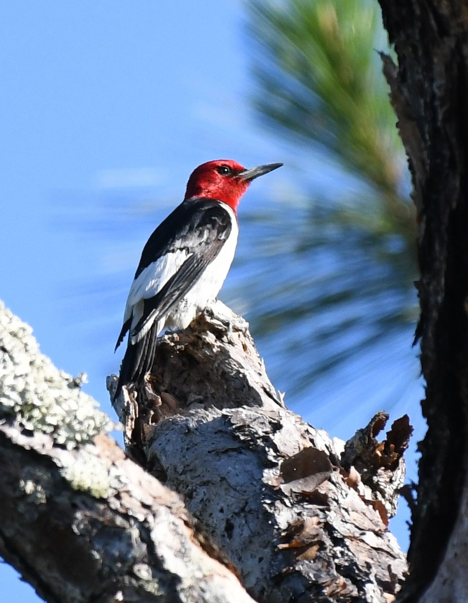 Red-headed Woodpecker - ML597446371