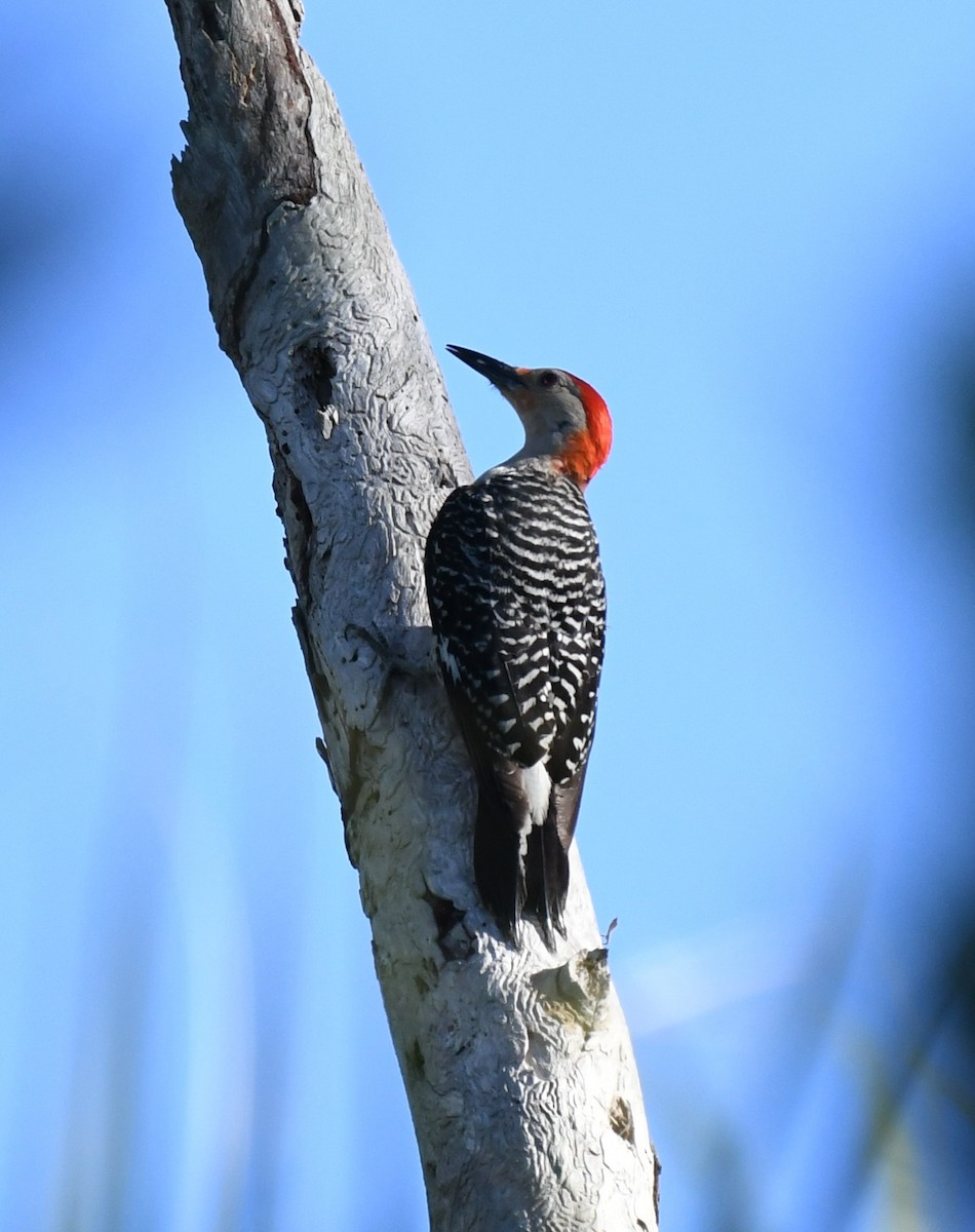 Red-bellied Woodpecker - ML597446531