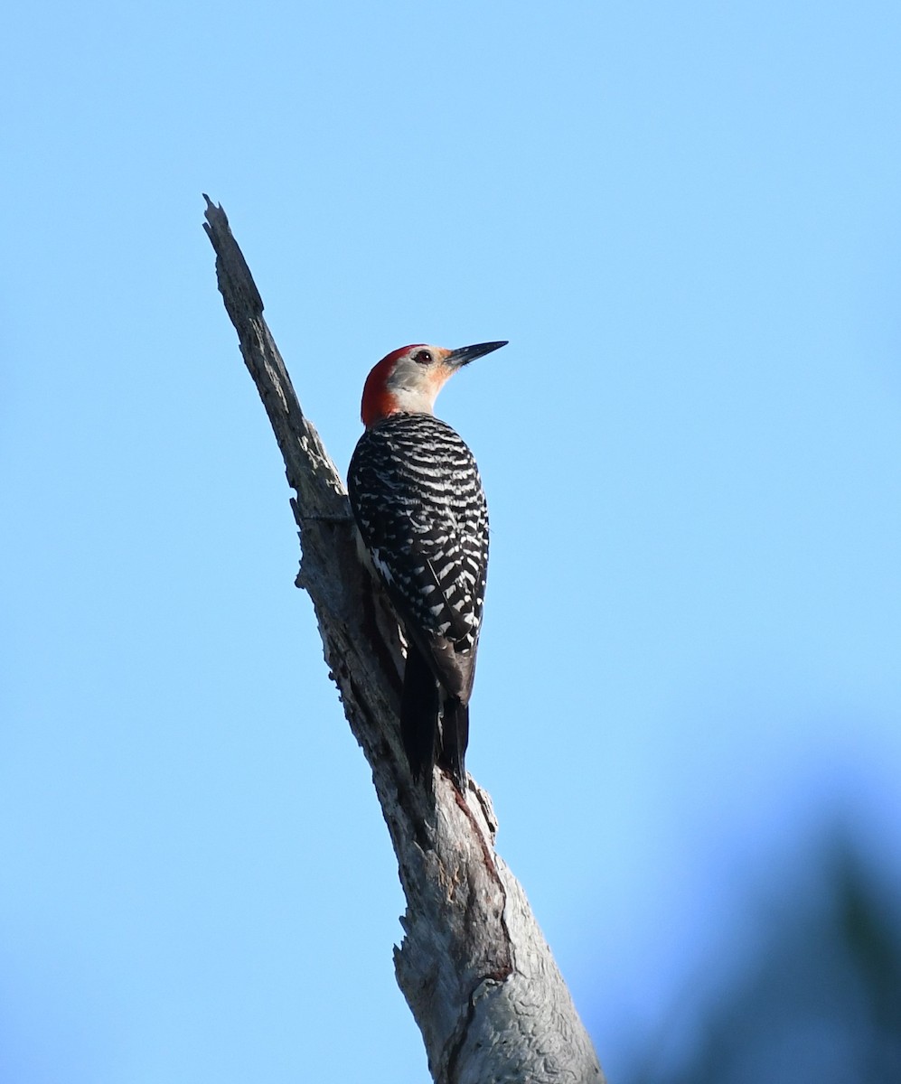 Red-bellied Woodpecker - ML597446541