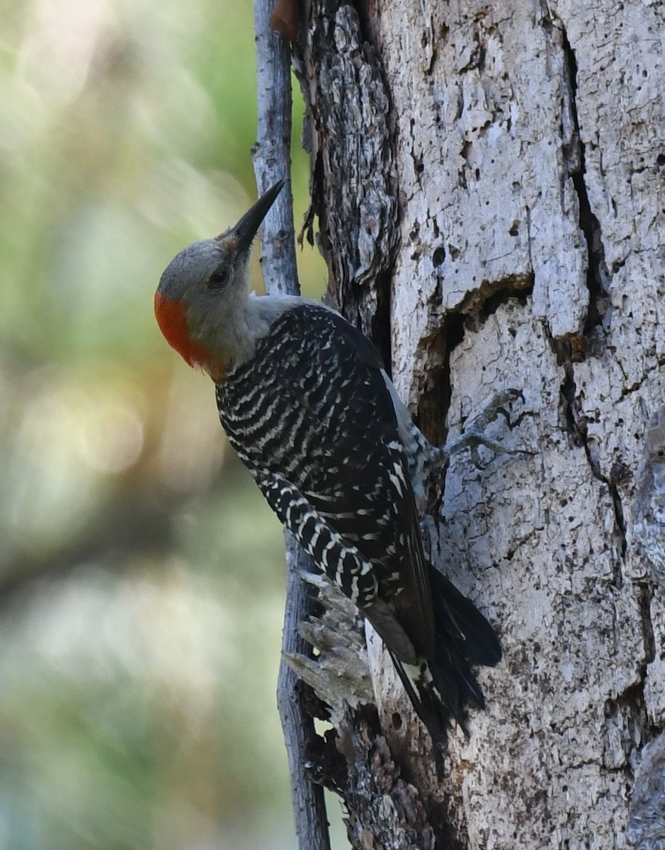 Red-bellied Woodpecker - ML597446551