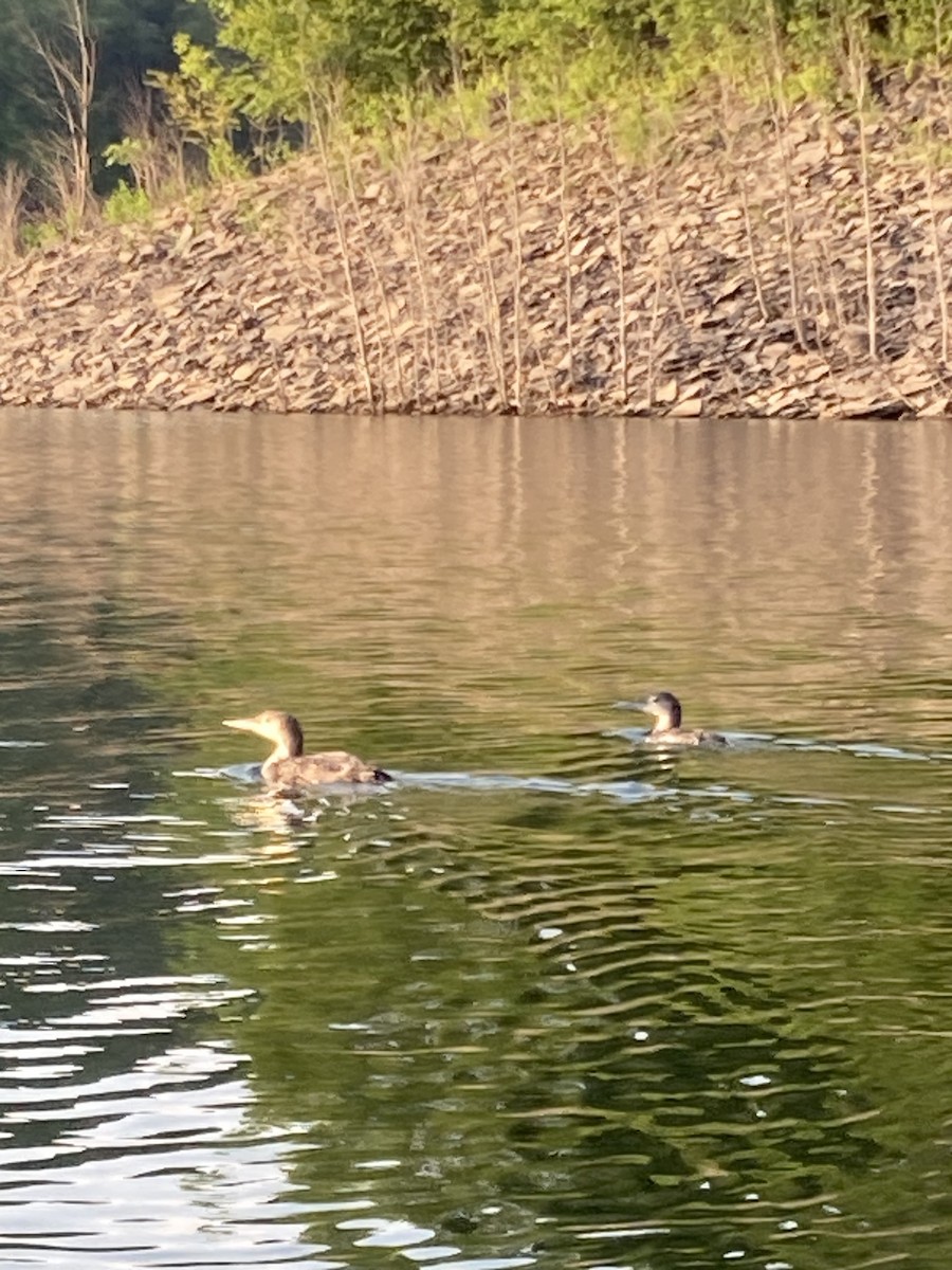 Common Loon - ML597446621