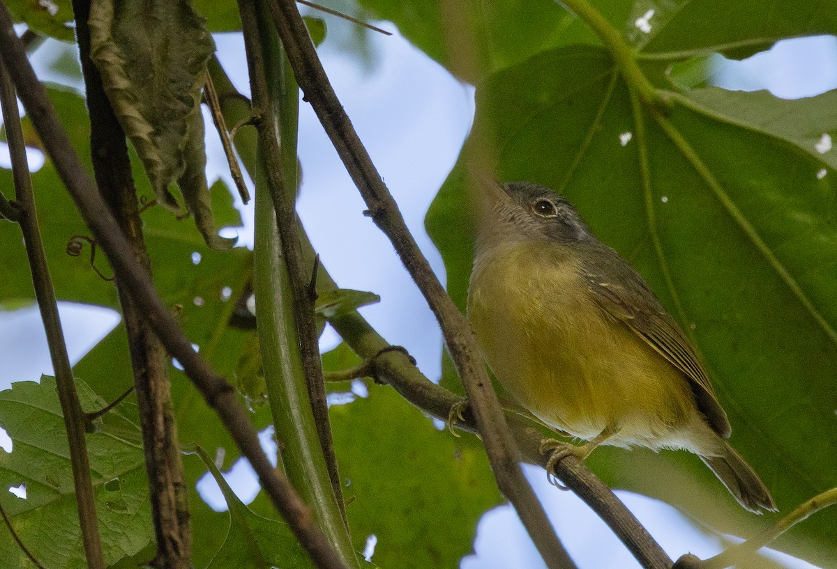 Plain Antvireo - Beatrix Pond