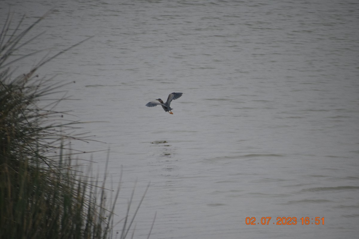 Striated Heron - ML597447091