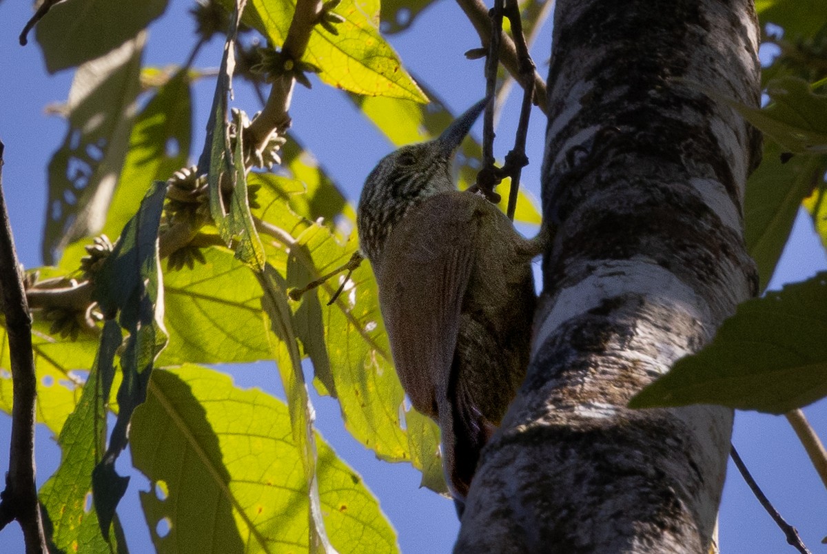 Planalto Woodcreeper - ML597447351