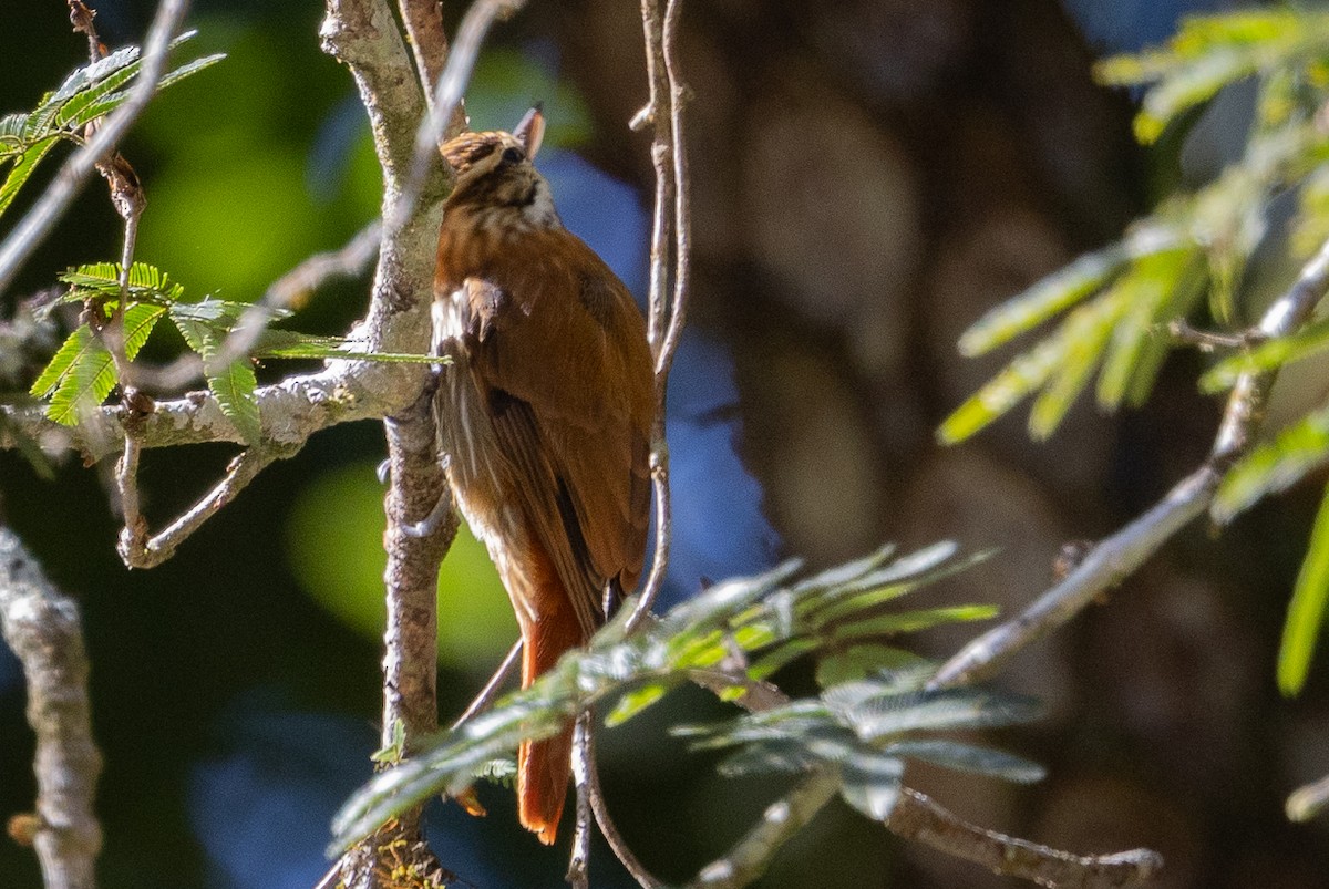 Streaked Xenops - ML597447491