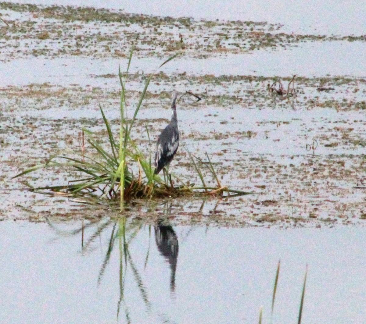 Little Blue Heron - ML597448301