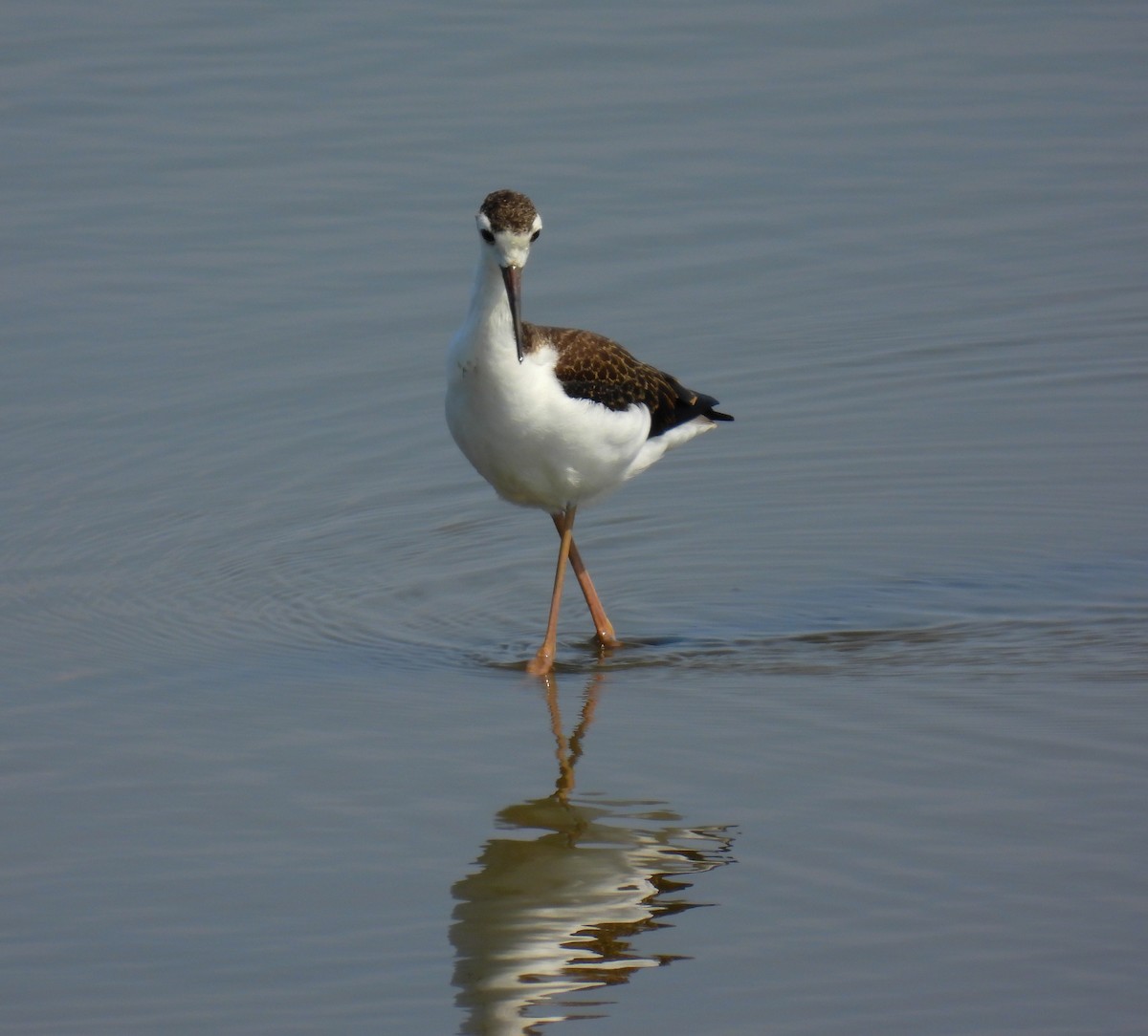 Black-necked Stilt - ML597448451