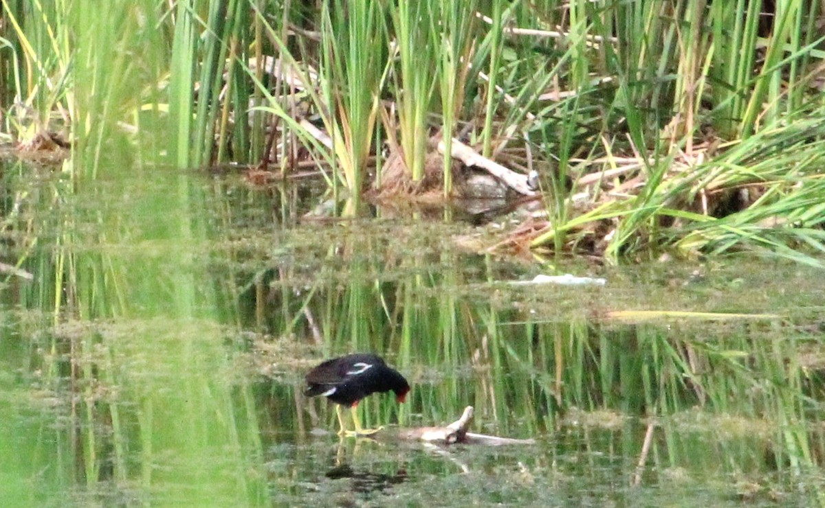 Common Gallinule - ML597449831