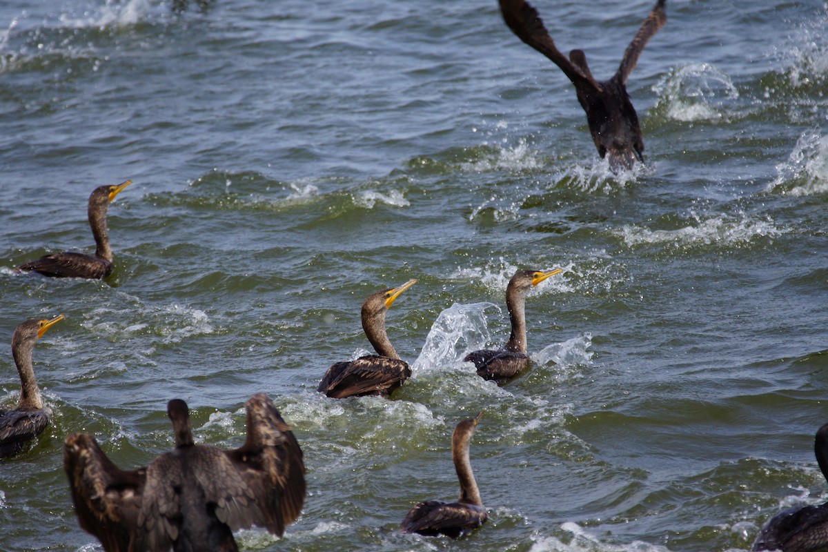 Double-crested Cormorant - ML597450391