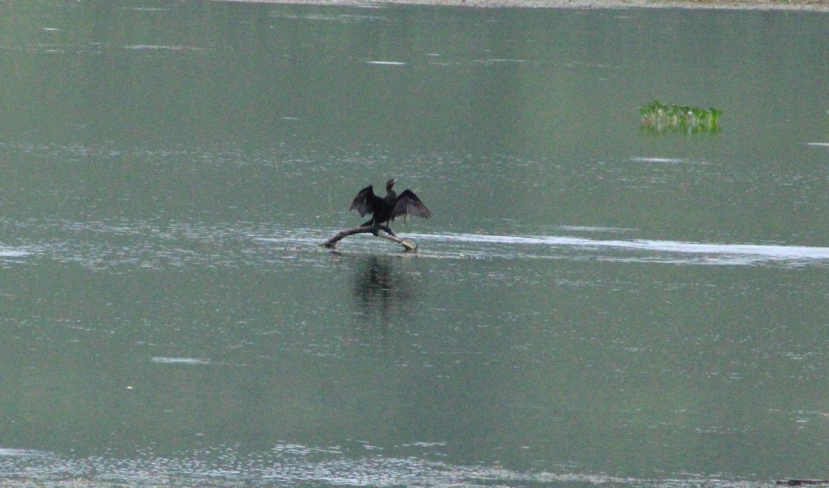 Neotropic Cormorant - A P L