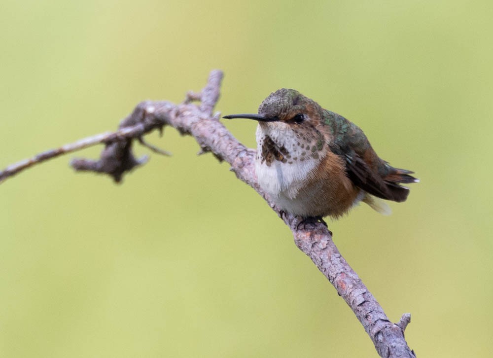 Rufous Hummingbird - Marty Herde