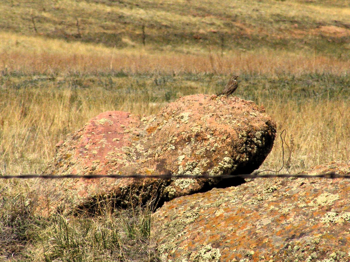Vesper Sparrow - ML597450861