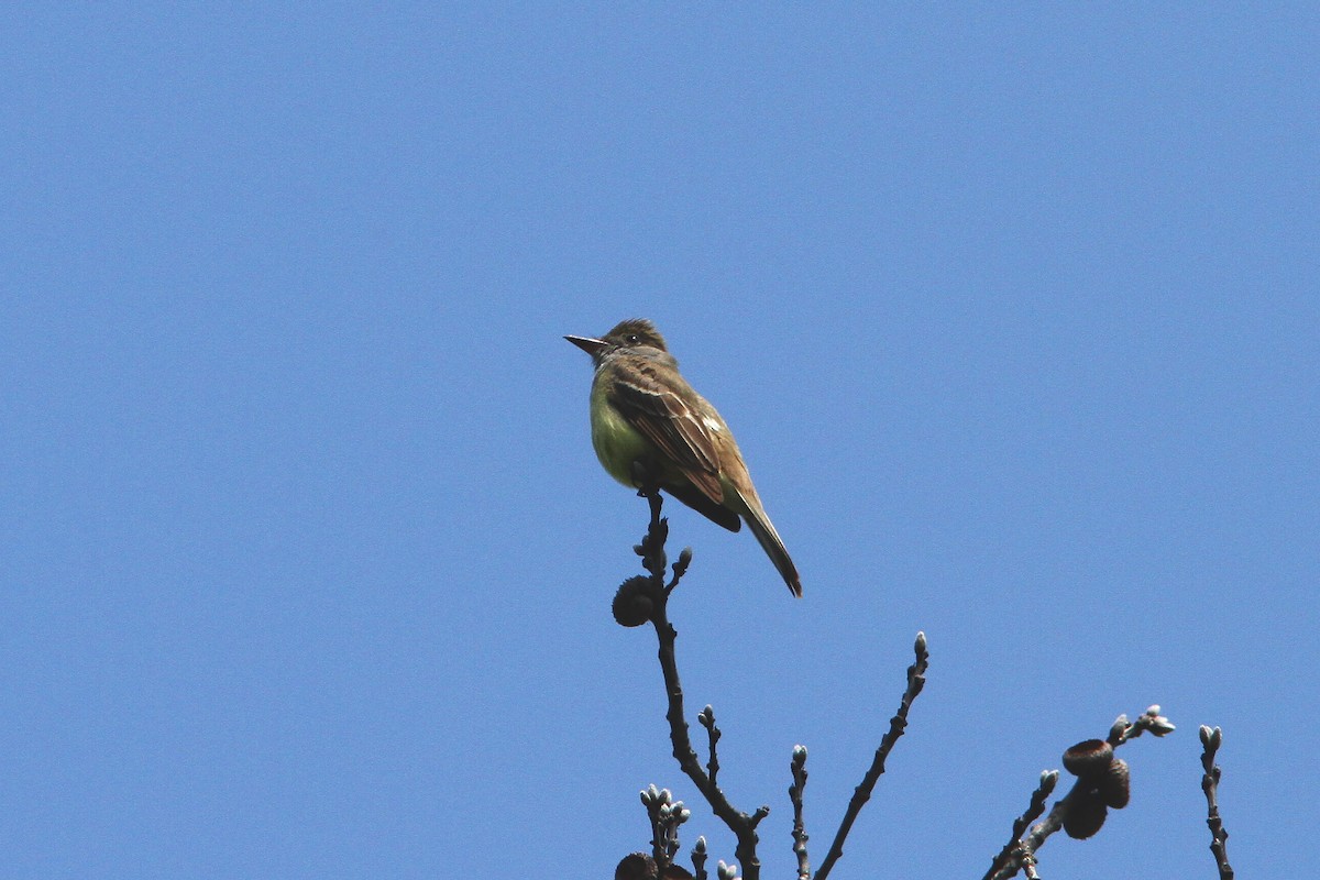 Great Crested Flycatcher - ML59745141