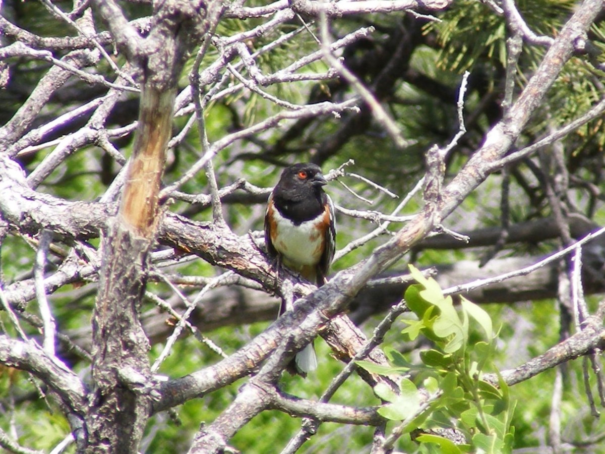 Spotted Towhee - ML597451471