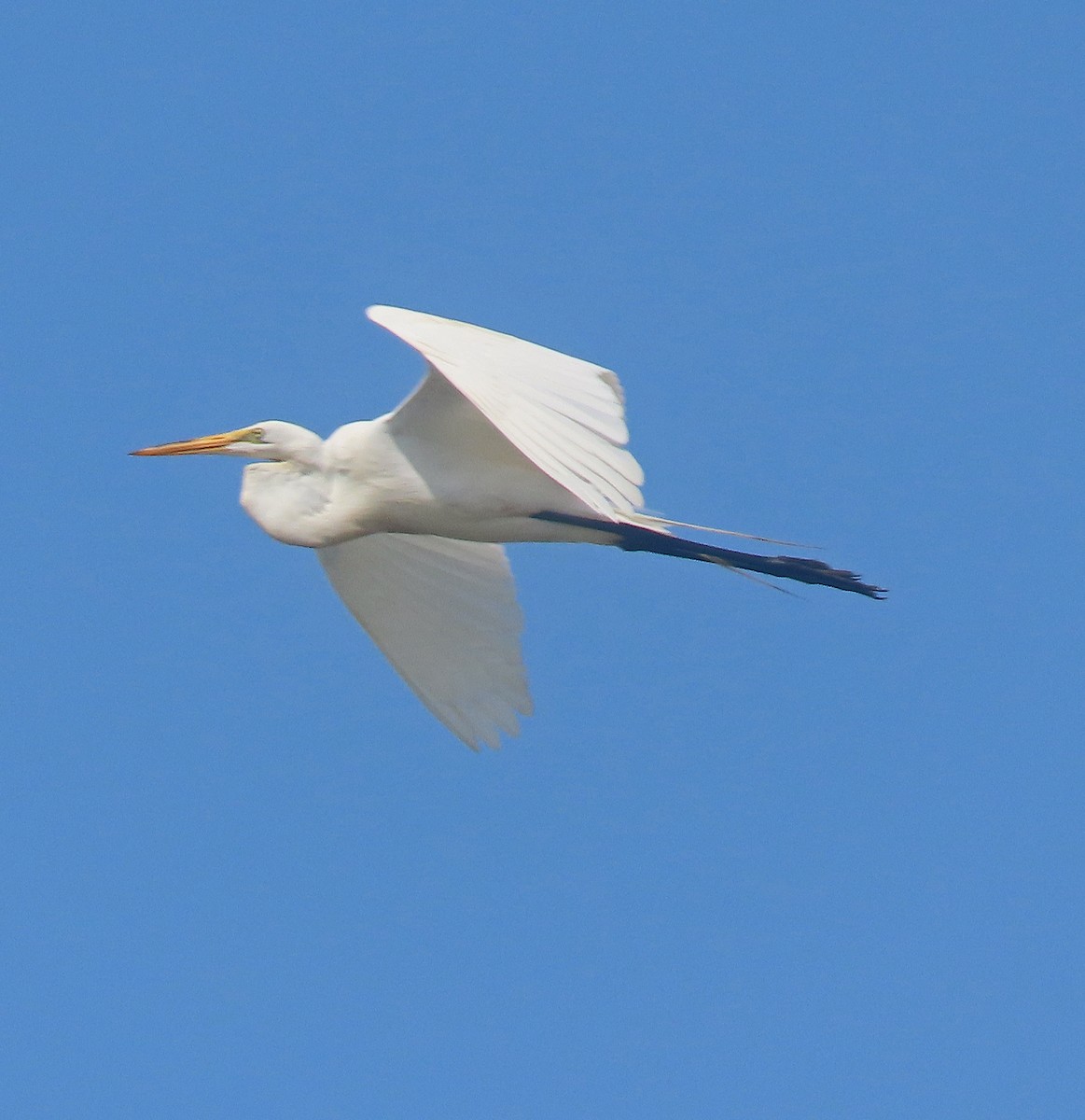 Great Egret - Shilo McDonald