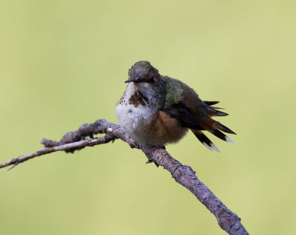 Rufous Hummingbird - ML597452181
