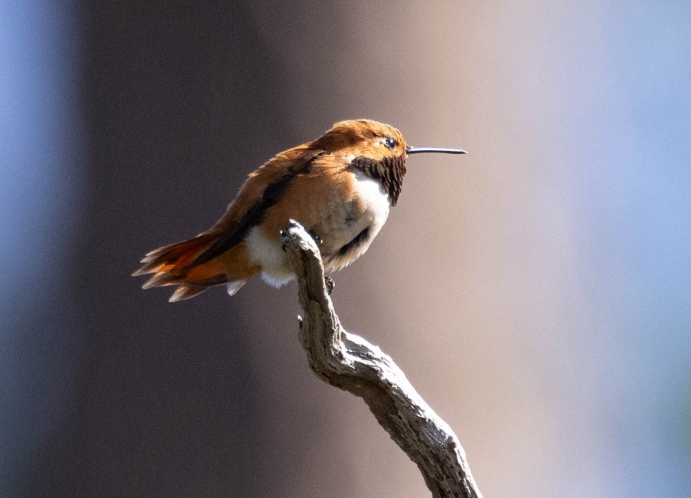 Rufous Hummingbird - ML597452191