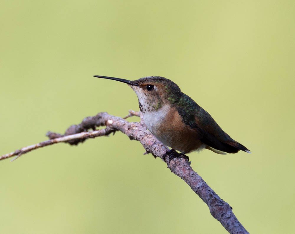 Rufous Hummingbird - ML597452201