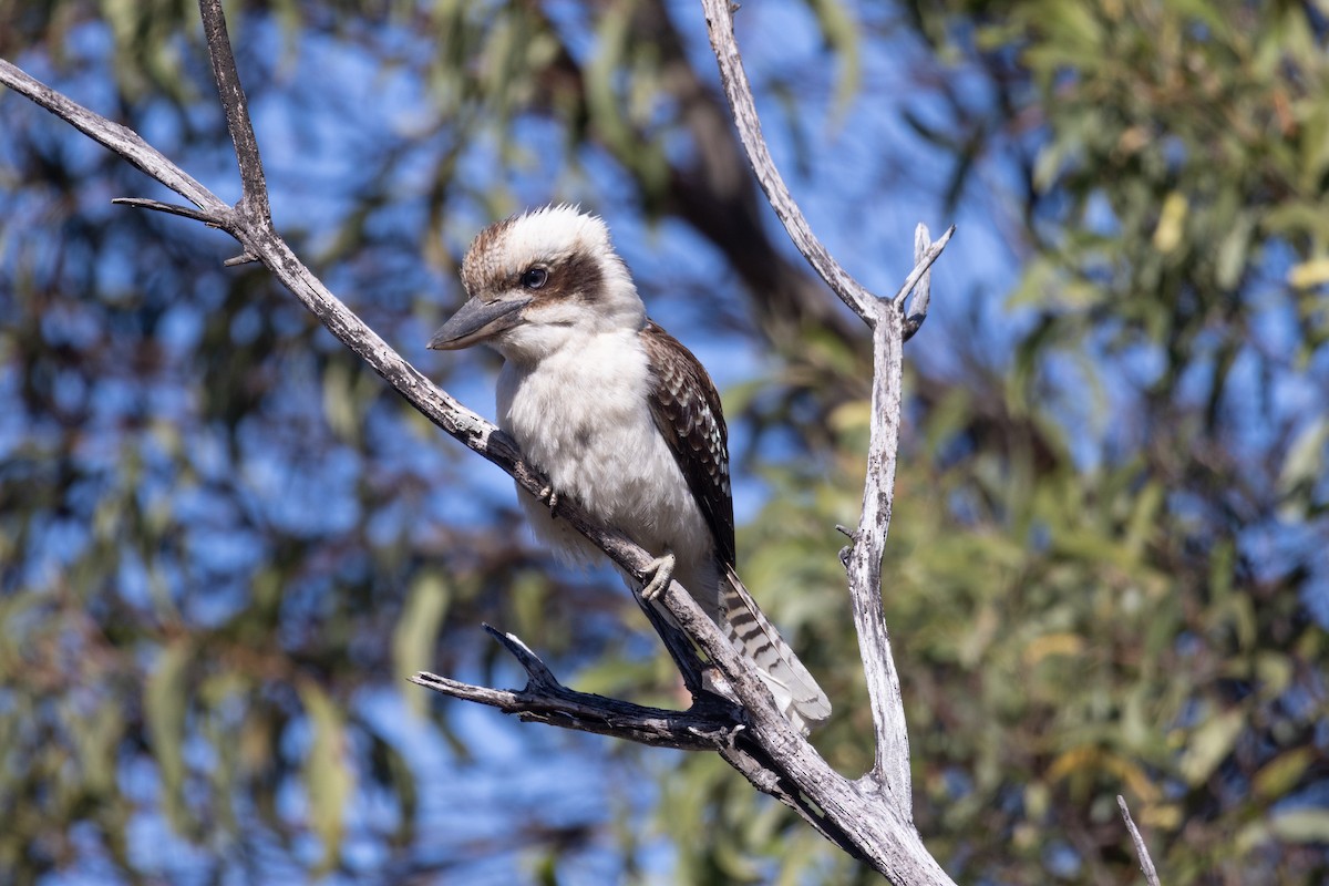 Laughing Kookaburra - ML597452521