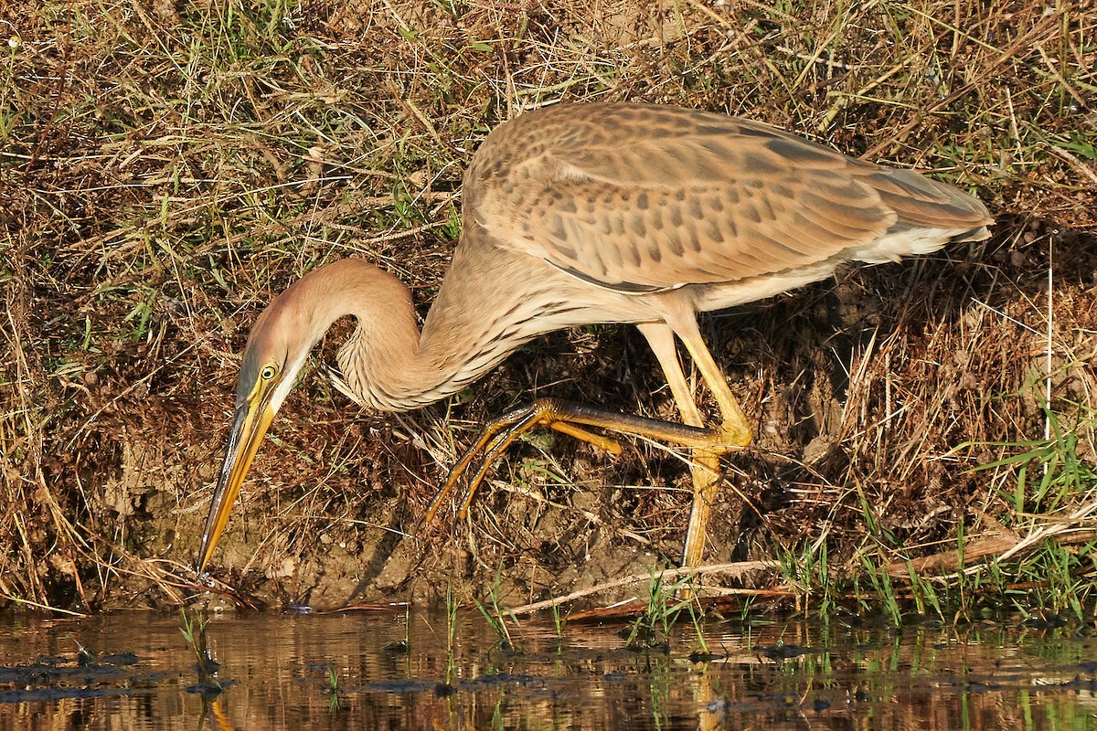 Purple Heron - ML597452551