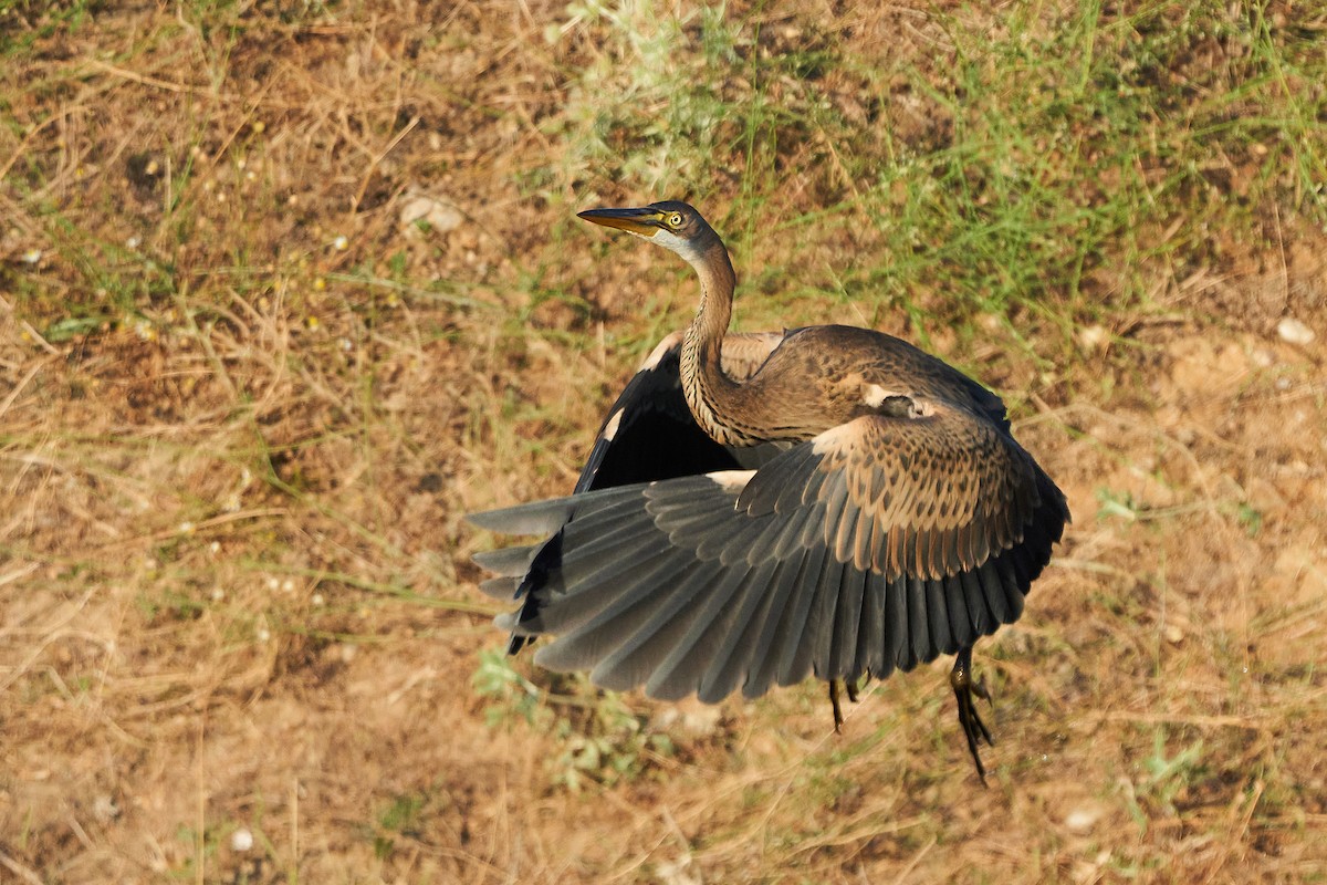 Purple Heron - Miguel Rouco