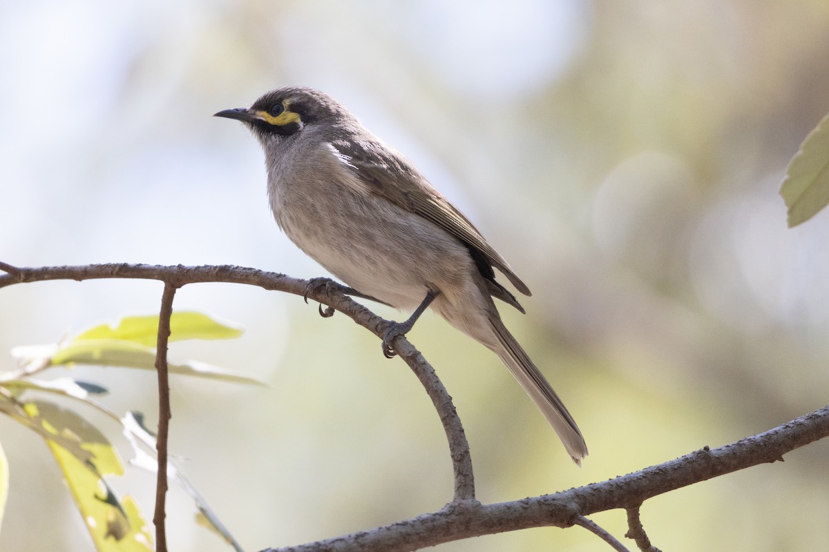 Yellow-faced Honeyeater - ML597452801