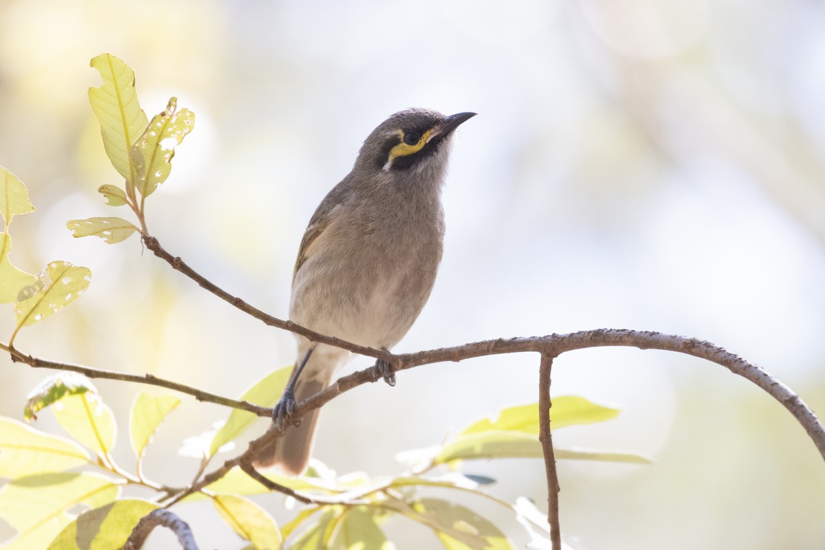 Yellow-faced Honeyeater - ML597452811
