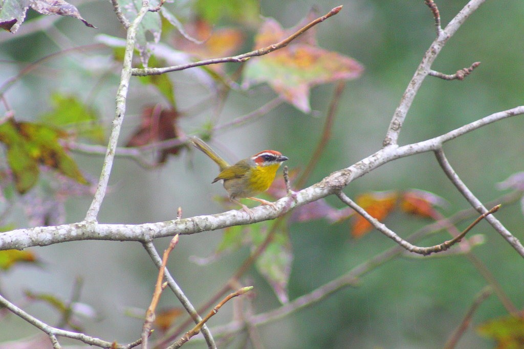 Rufous-capped Warbler - ML597453101