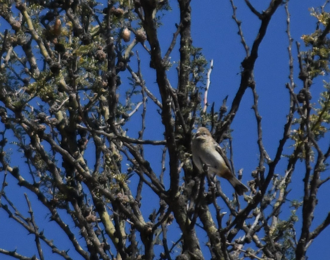 Band-tailed Seedeater - Evelyn Krojmal