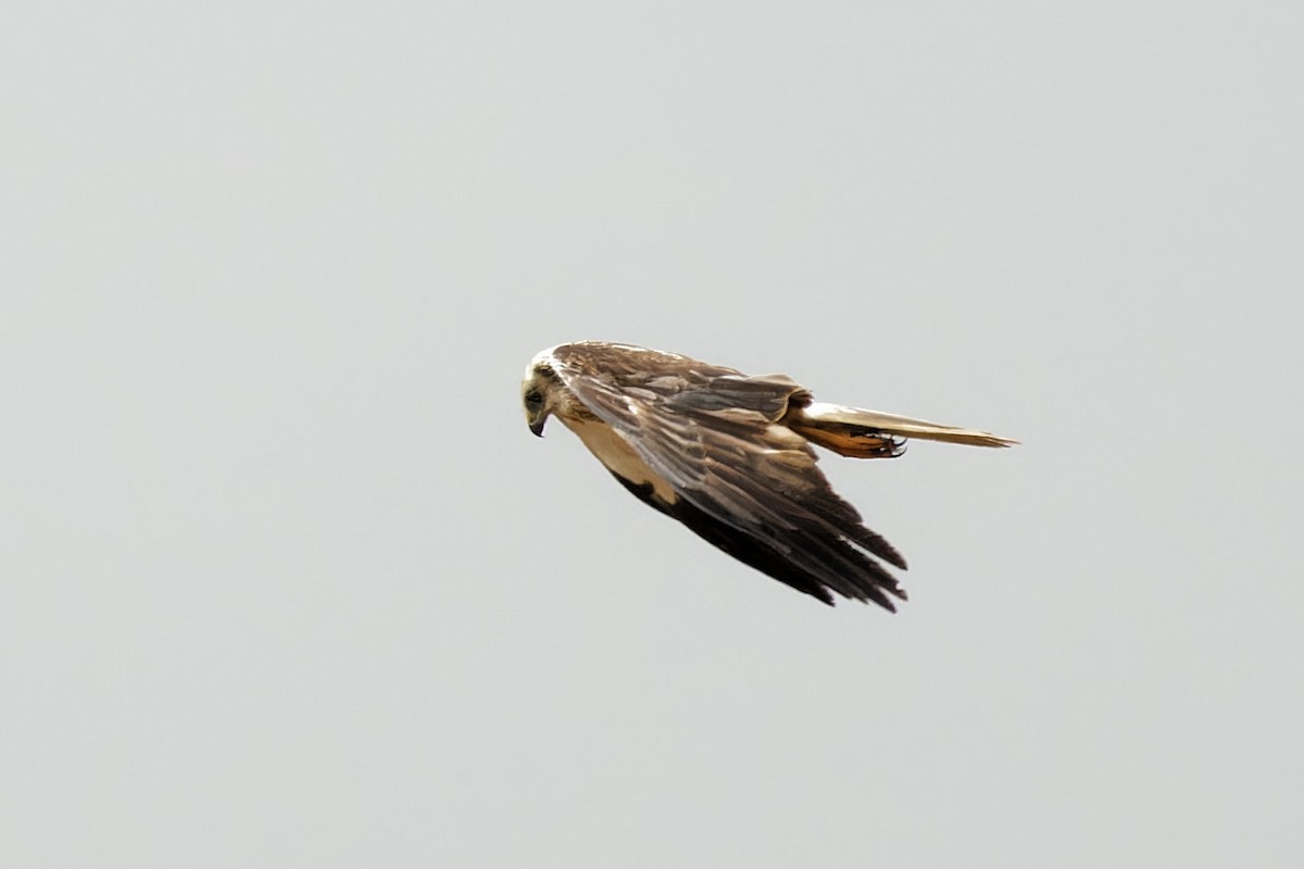 Western Marsh Harrier - Matthew Mellor