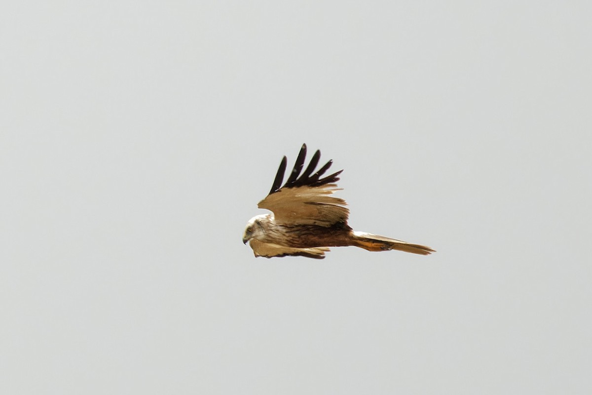 Western Marsh Harrier - Matthew Mellor