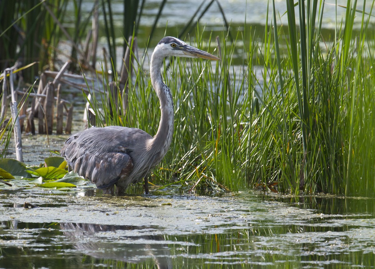 Great Blue Heron - ML597456261