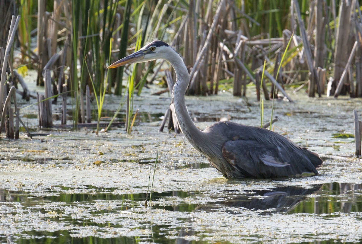 Great Blue Heron - ML597456271