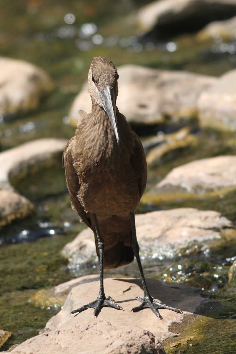 Hamerkop - ML597456621