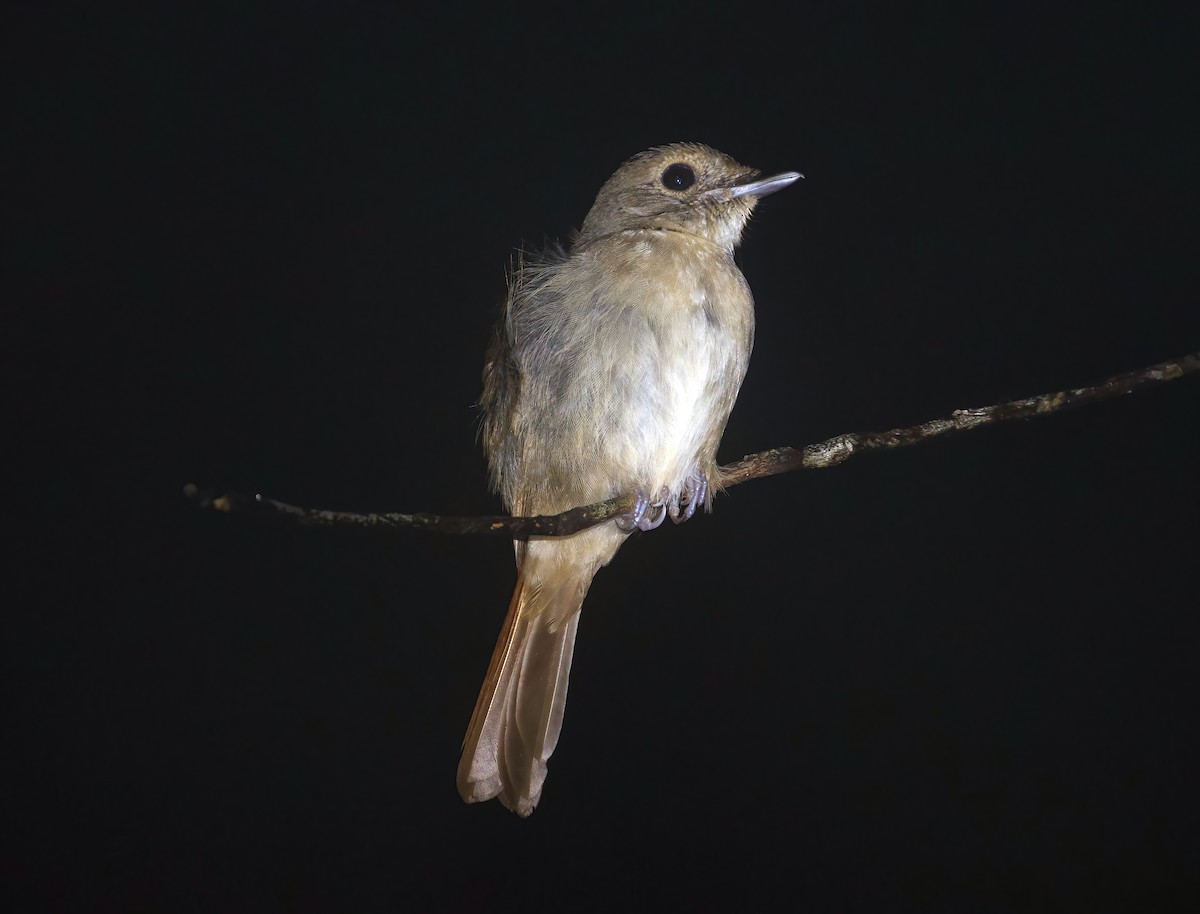 Banggai Jungle Flycatcher - ML597456651