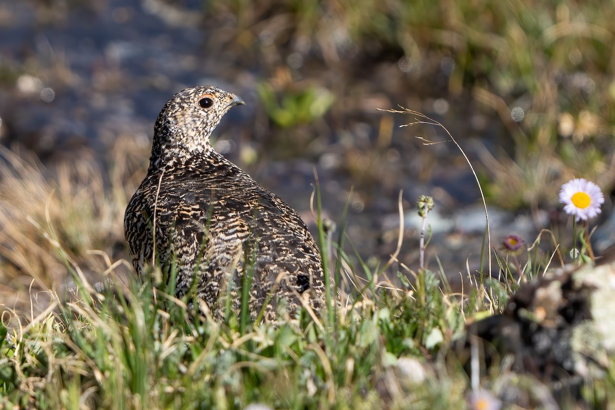 White-tailed Ptarmigan - ML597457011