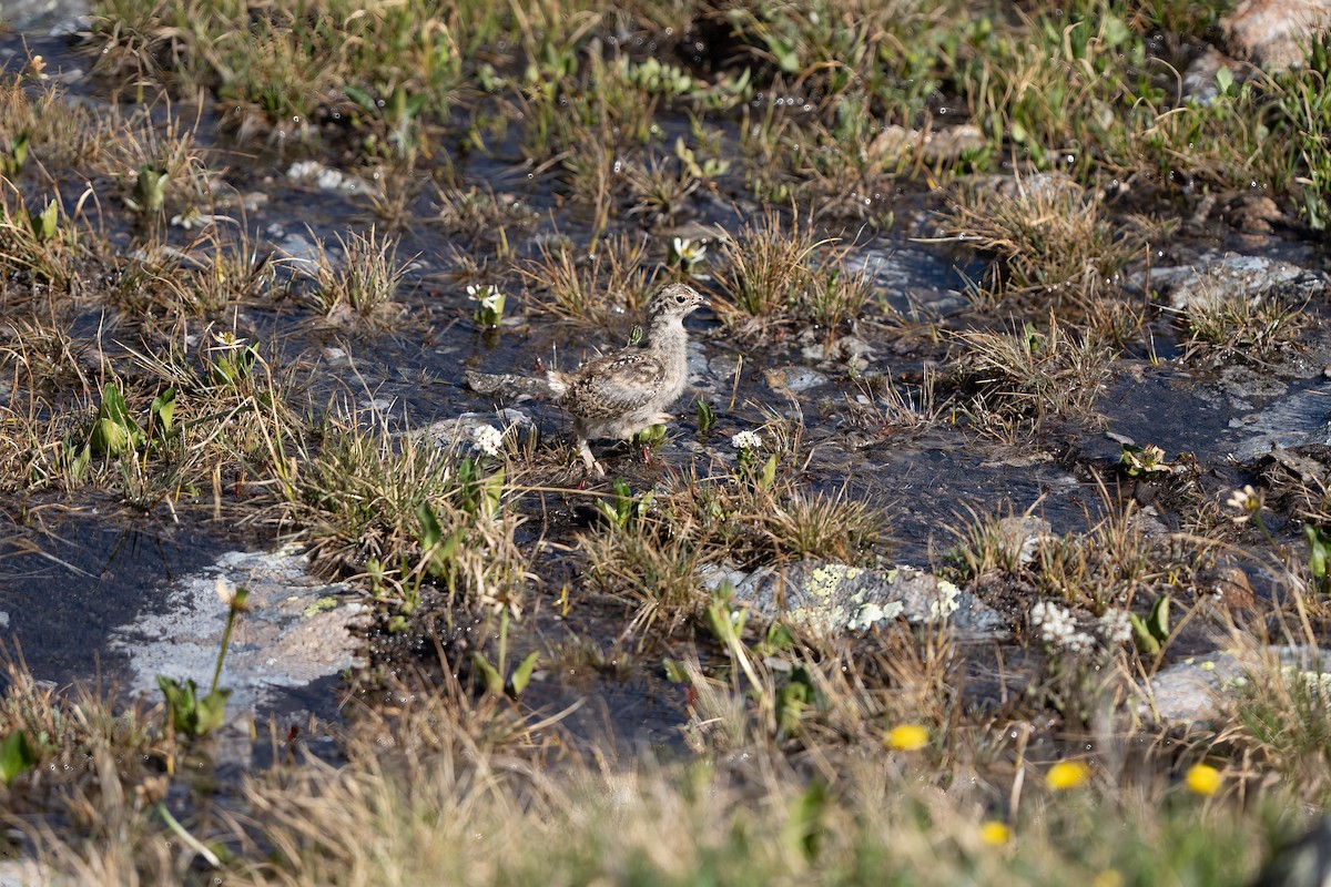 White-tailed Ptarmigan - ML597457021