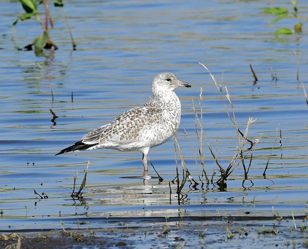 Ring-billed Gull - Norman Eshoo